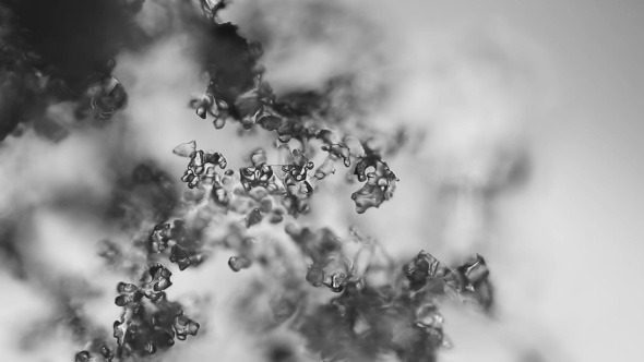 Ice Crystals in Microscope Ice Crystals in Microscope