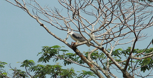 Black Shouldered Kite Elanus axillaris Black Shouldered Kite Elanus axillaris