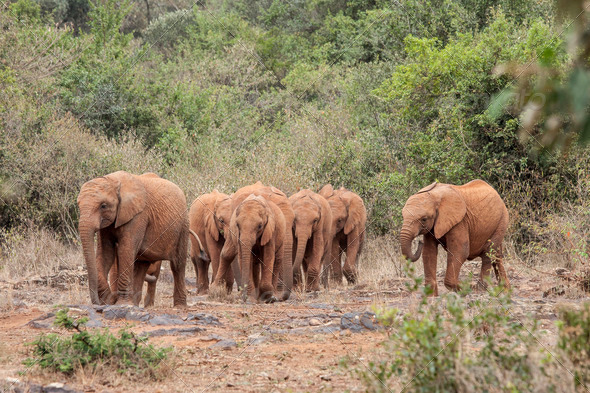herd of wild elephants walking