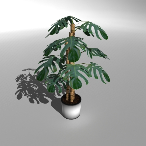 Low-poly Plant Philodendron Deliciosa Low-poly Plant Philodendron Deliciosa