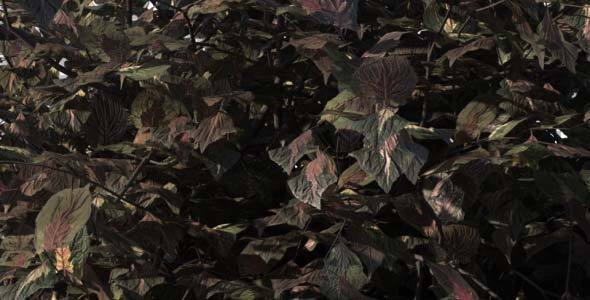 Bush Type 7 Bush Type 7