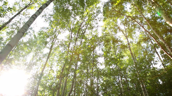Russian Birches Russian Birches