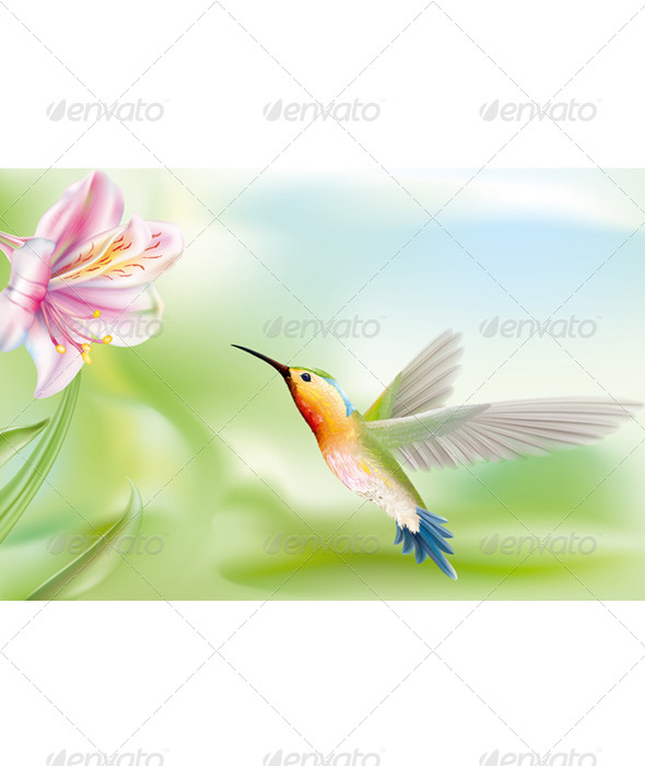 Hummingbird Hummingbird