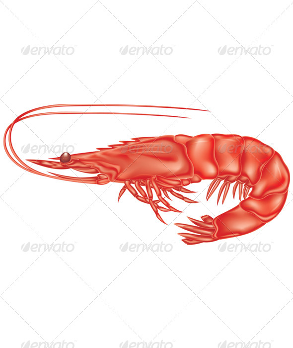 Red Shrimp Red Shrimp