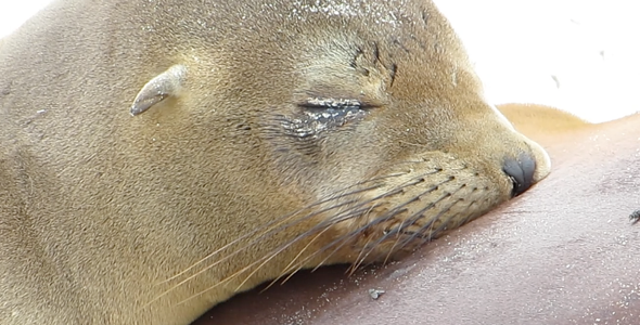 Sealion Baby Sealion Baby