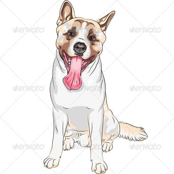 Dog American Akita Breed Dog American Akita Breed