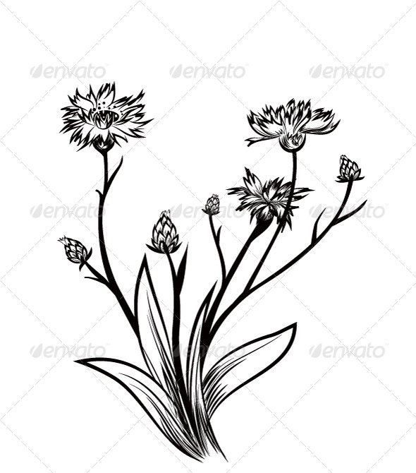 Cornflower Cornflower