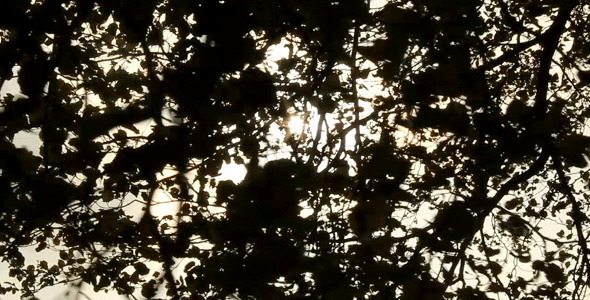 Black Leaves Black Leaves
