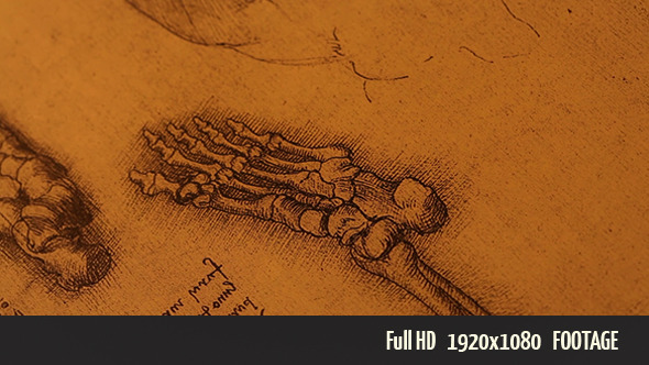 Anatomy Drawings 1 Anatomy Drawings 1