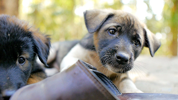 Puppy Mischief 02 Puppy Mischief 02