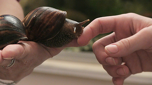 Giant African Snail Giant African Snail