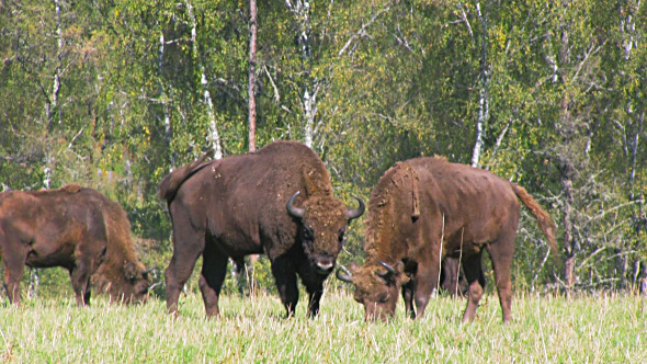 Bison Bison