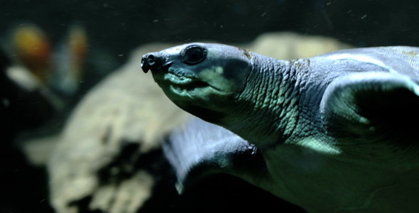 Sea Turtle Sea Turtle