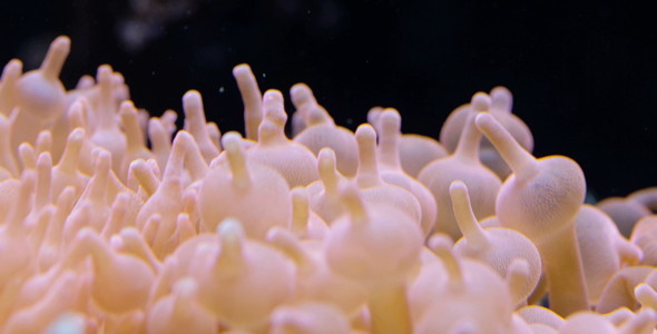 Corals 4 Corals 4