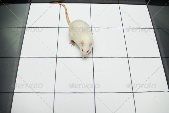 albino laboratory rat looking while on open field board during e