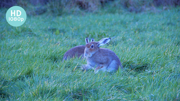 Hare Wet Paw Shaking Hare Wet Paw Shaking