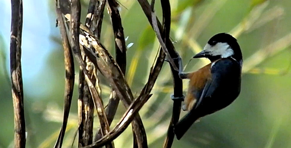 Varied Tit Varied Tit