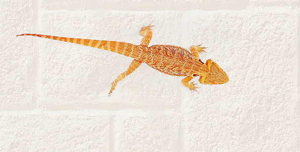 Lizard Agama Running Over Sand Lizard Agama Running Over Sand