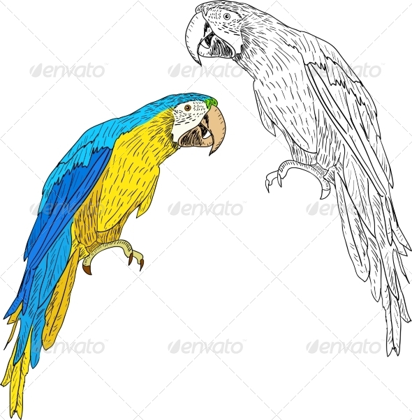 Parrot Parrot