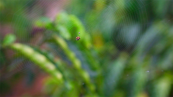 Spider Web Spider Web