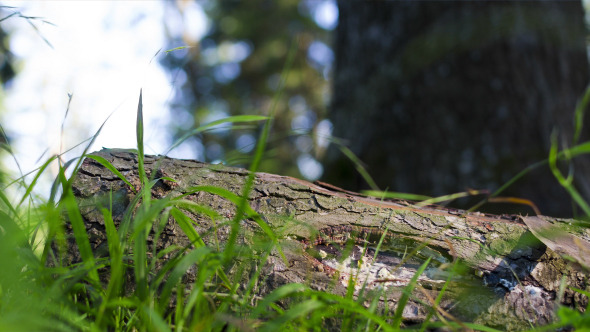 Cut Log in Forest Cut Log in Forest