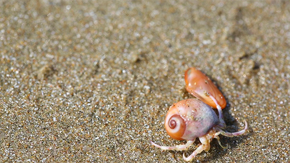 Hermit Crab Hermit Crab