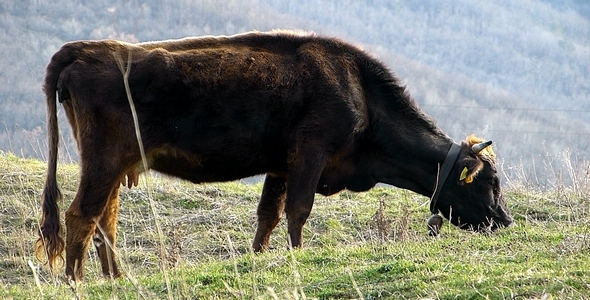 Cow Cow