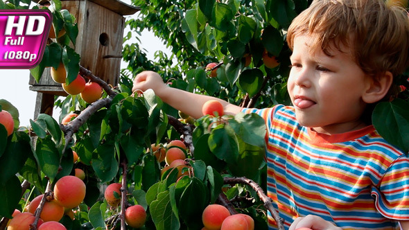 Delicious Apricots Delicious Apricots