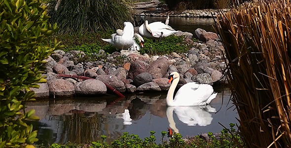 Swans Swans