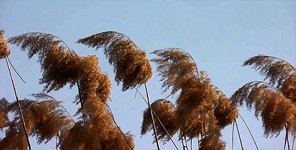 Reeds 4 Reeds 4