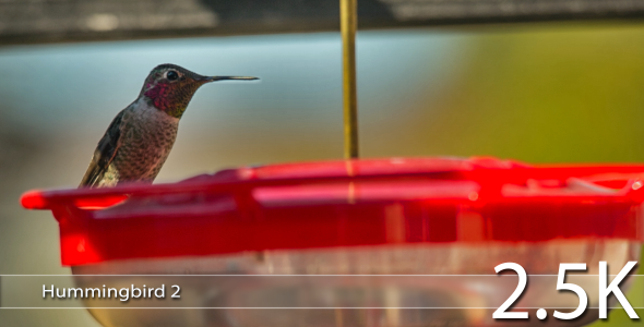 Hummingbird 2 Hummingbird 2