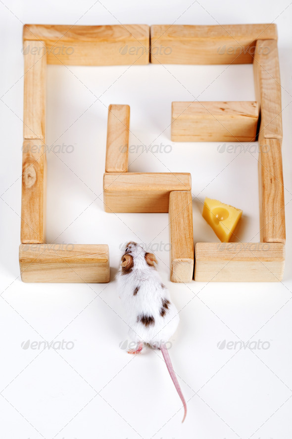 smart mouse in maze looking for cheese