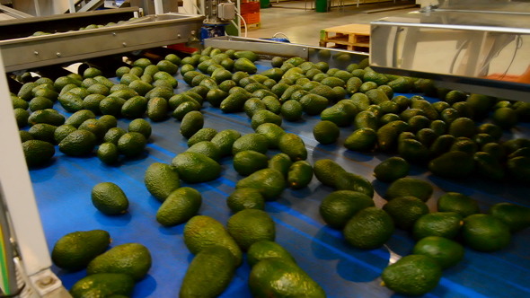 Avocados in Packaging Line Avocados in Packaging Line