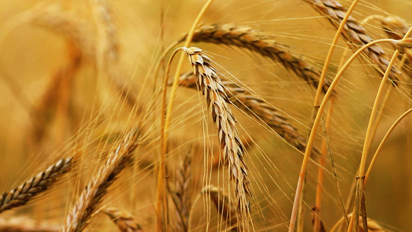 Spikes in the Wheat Field 3 Spikes in the Wheat Field 3
