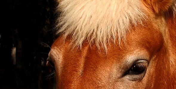 Eyes of Horse 2 Eyes of Horse 2