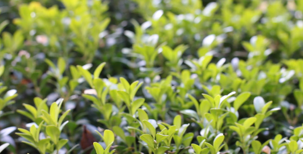 Green Bush Green Bush