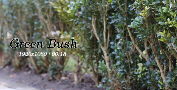 Green Bush 3 Green Bush 3