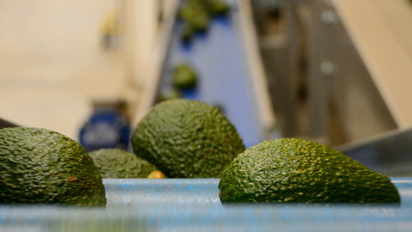 Avocados In Packaging Line Avocados In Packaging Line
