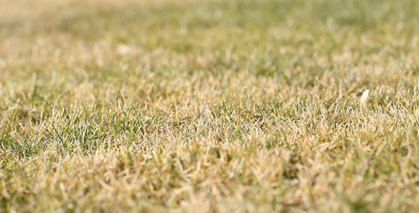 Brown Grass 1 Brown Grass 1