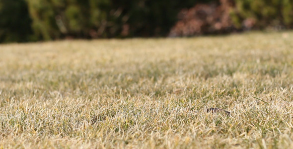 Brown Grass 2 Brown Grass 2