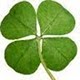 cloverbox