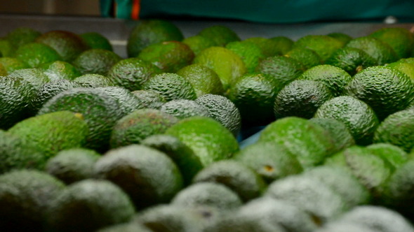 Avocados Rolling In Packaging Line Avocados Rolling In Packaging Line