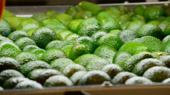 Avocados Industry Packaging Line Avocados Industry Packaging Line