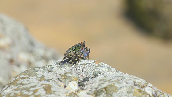 Crab Crab