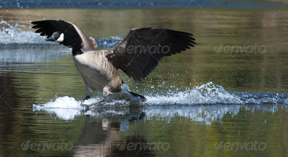 Canadian goose landing on water