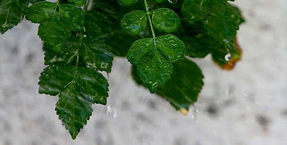 Rain & Plants 1 Rain & Plants 1