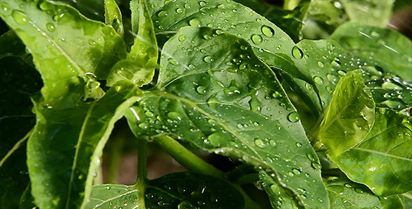 Rain on the Leaves 3 Rain on the Leaves 3