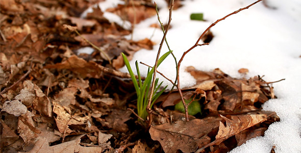 Plant In Snow Plant In Snow