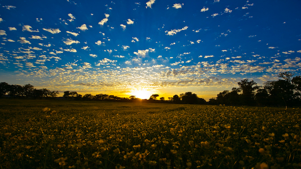 The Country Yellow Field Sunset The Country Yellow Field Sunset