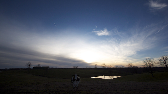Cow Field and Sunset Cow Field and Sunset